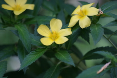 Turnera ulmifolia